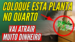 A PLANTA MAIS PODEROSA DO MUNDO PARA ATRAIR DINHEIRO
